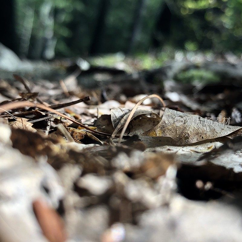 Scenes from a Forest  - Northeast USA - Ant’s Eye View